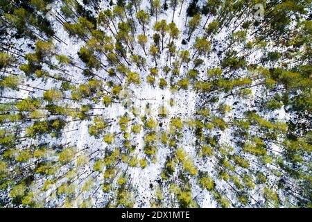 Eine Luftaufnahme eines alten Pinienhains an einem sonnigen Wintertag in Estland, Nordeuropa. Stockfoto
