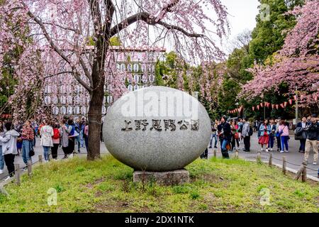 Im Frühjahr besuchen die Menschen den Ueno Park in Tokio, Japan. Stockfoto