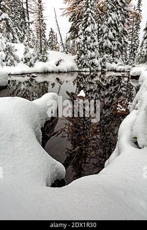 WA18796-00...WASHINGTON -Bäume spiegeln sich in einem kleinen Teich neben dem Blue Lake nach einem frühen Schneesturm in den North Cascades. Stockfoto