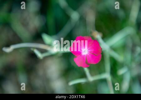 WA18802-00...WASHINGTON - kleine Blume, die wild im Garten wächst. Stockfoto