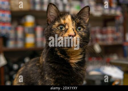 Nahaufnahme einer geschnittenen orange schwarzen Katze suchen An einer Kamera Stockfoto