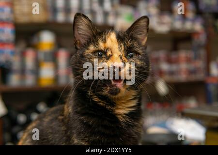 Nahaufnahme einer geschnittenen orangenen schwarzen Katze mit Mund offen Stockfoto