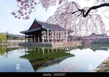 Gebäude mit Kirschbaum im Gyeongbokgung Palace in Seoul, Südkorea, am 11. April 2019 Stockfoto