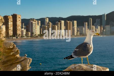 Schöne Möwe mit Blick auf die Stadt und den Strand in der Hintergrund an einem sonnigen Tag Stockfoto