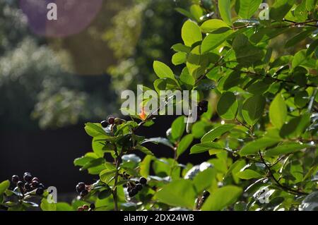 Schwarze Beeren von Aronia im Garten nach Regen Stockfoto