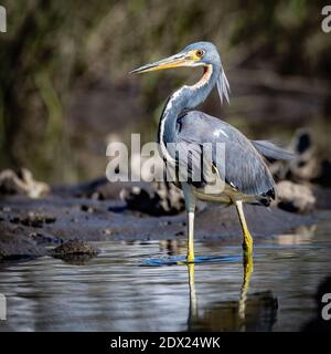 Tricolored wating in der Küstenwasserstraße von North Carolina Stockfoto