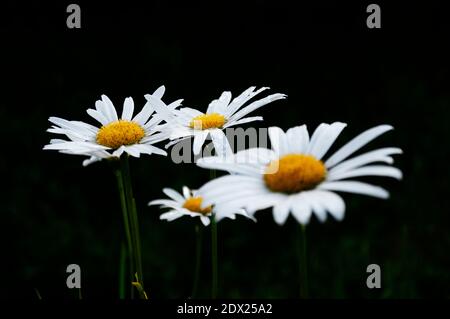 Nasse Blüten der Kamille nach Regen auf schwarzem Hintergrund Stockfoto