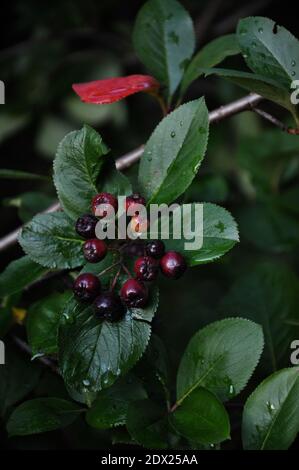 Schwarze Beeren von Aronia im Garten nach Regen Stockfoto