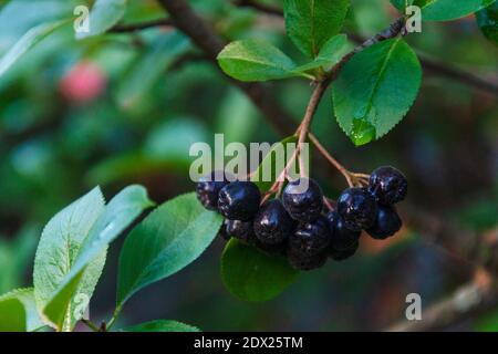 Schwarze Beeren von Aronia im Garten nach Regen Stockfoto