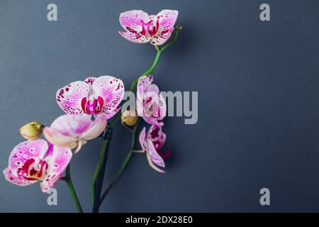 Schöne bunte Orchideen Blumen auf grauem Hintergrund. Rosa violett blühende Heimpflanzen. Gartenarbeit. Platz Stockfoto