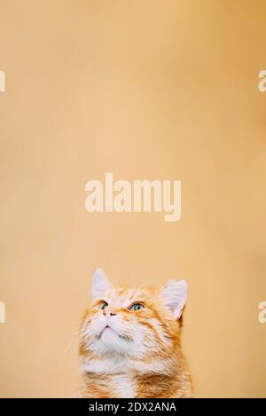 Nahaufnahme Kopf, Schnauze Von Friedlichen Orange Red Ginger Tabby Katze Kätzchen Blick Auf Gelben Hintergrund. Speicherplatz Kopieren Stockfoto