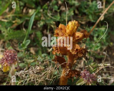 Orobanche alba ssp. Xanthostigma, Orobanche raddeana parasitiert den Thymus nummularius. Passieren Sie Gumbashi, Kaukasusgebirge, Karatschai-Tscherkessien Stockfoto