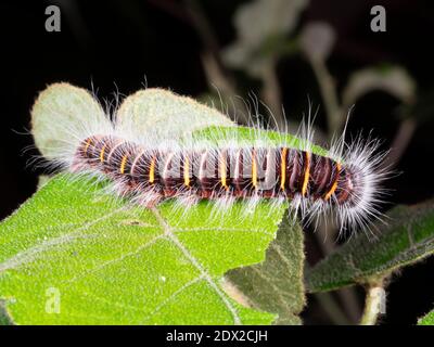 Behaarte Lepidopteran Raupe im Bergregenwald an den westlichen Hängen der Anden bei Banos, Ecuador. Stockfoto