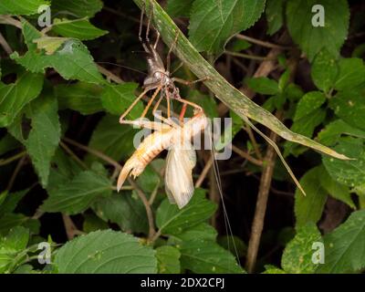 Ein erwachsener Katydid (Tettigoniidae), der aus seiner juvenilen Haut hervortritt. Im Bergregenwald an den westlichen Hängen der Anden bei Banos, Ecuador. Stockfoto