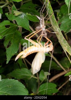 Ein erwachsener Katydid (Tettigoniidae), der aus seiner juvenilen Haut hervortritt. Im Bergregenwald an den westlichen Hängen der Anden bei Banos, Ecuador. Stockfoto