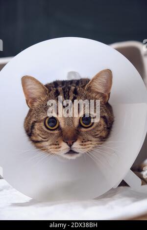 Katze im Krankenhaus mit einem Trichter Stockfoto