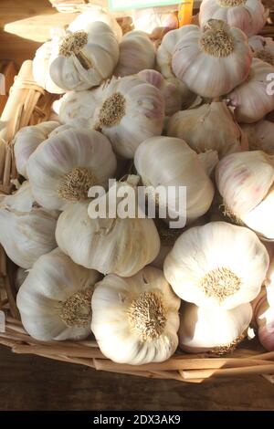 Weiße Knoblauchzwiebeln im Korb auf dem Lebensmittelmarkt. Stockfoto