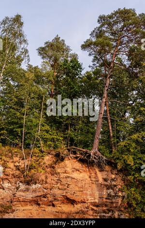 Sandige Klippe mit lebenden Bäumen, die in voller Blüte blühen Und sind sowohl Laub- als auch Nadelbäume Stockfoto