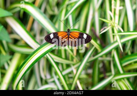 Karmesinroter Langflügelfalter (Heliconius Erato Latavitta) in Mindo, Ecuador. Stockfoto