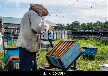 Der Imker bläst die Bienen aus dem Bienenstock mit dem Gebläse aus, um die Wabe zu entfernen. Stockfoto