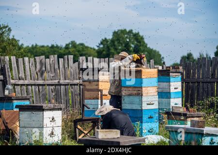 Bienenzucht, ein älterer Mann in Schutzkleidung begast Bienen entfernt Waben von Bienenstöcken, um die Honigernte an einem sonnigen Tag im Bienenhaus zu kontrollieren. Stockfoto