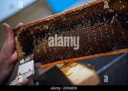 Nahaufnahme eines Imkers, der mit einem Schaber Honig aus der Wabe extrahiert Im Bienenhaus Stockfoto