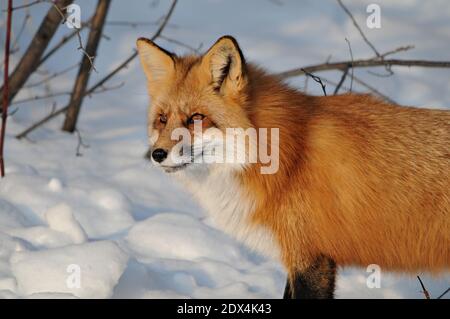 Rotfuchs Kopf erschossen Nahaufnahme Profil Blick auf die linke Seite in der Wintersaison in seiner Umgebung und Lebensraum mit Schnee Hintergrund. Stockfoto