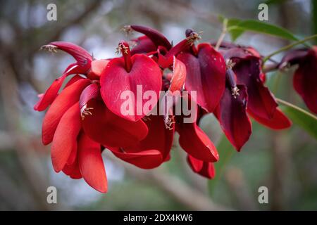 Ceibo Baum in Blume. Nationalblume der Argentinischen Republik Stockfoto