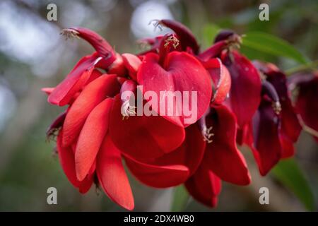 Ceibo Baum in Blume. Nationalblume der Argentinischen Republik Stockfoto