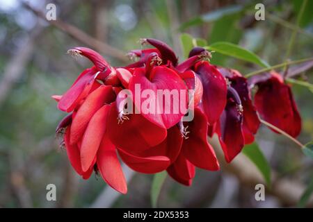 Ceibo Baum in Blume. Nationalblume der Argentinischen Republik Stockfoto