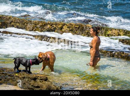 Maui, Hawaii, Ho‘okipa, Frau & zwei Hunde in Gezeitenpools Stockfoto