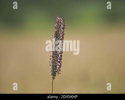 Graskernkopf von Timothy Grass (Phleum pratense) vor einfachem Hintergrund mit einzelnen violetten Samen auf reifen Stielen in Cumbria, England Stockfoto