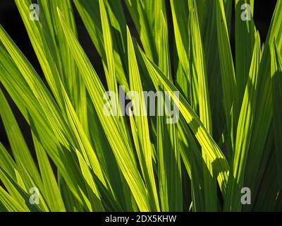 Sonnenschein, der durch hellgrüne, schwertartige Blätter der Yellow Flag Iris (Iris pseudacorus) scheint, die markante Adern in Cumbria, England, zeigt Stockfoto