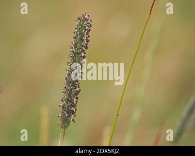 Graskernkopf von Timothy Grass (Phleum pratense) vor einfachem Hintergrund mit einzelnen violetten Samen auf reifen Stielen in Cumbria, England Stockfoto