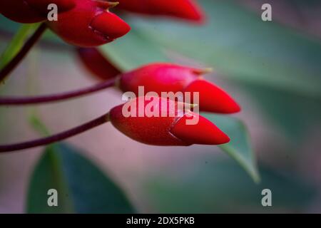 Ceibo Baum in Blume. Nationalblume der Argentinischen Republik Stockfoto