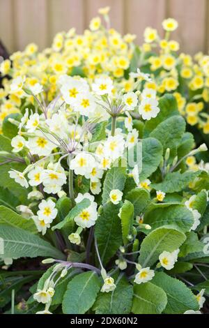 Primel-Blüten in der Nähe in einem Frühlingsgarten, gelbe primula vulgaris close up, UK Stockfoto