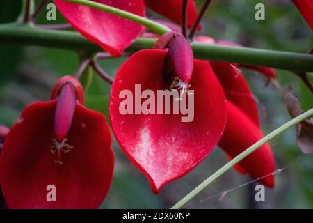 Ceibo Baum in Blume. Nationalblume der Argentinischen Republik Stockfoto