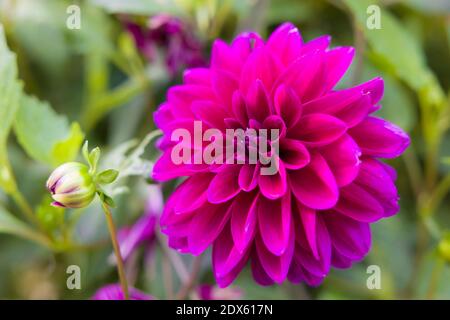 Dahlia Blume, Nahaufnahme einer violetten Blüte auf einer Dahlia Pflanze, die in einem britischen Garten wächst Stockfoto