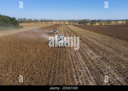 Ernte von Sonnenblumenkernen Stockfoto