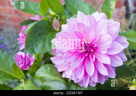 Dahlien wachsen in einem Garten, Großbritannien. Detail der Blume und Blätter eines Dahlia-Busches Stockfoto