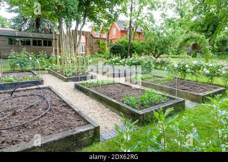 Gemüsegarten, Gemüse wächst in Hochbetten in einem großen englischen Garten. England, Großbritannien Stockfoto