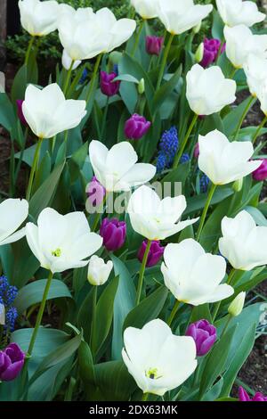 Tulpen (Tulipa Purissima) in einem Garten oder Park aus nächster Nähe, von oben, UK Stockfoto