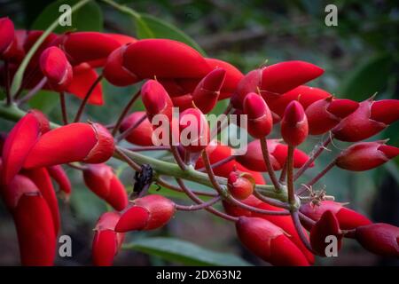 Ceibo Baum in Blume. Nationalblume der Argentinischen Republik Stockfoto