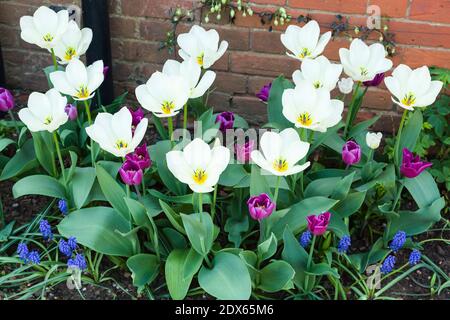 Tulpen und Muskari-Birnen in einem Garten Blumenbeet, Frühlingsblumen in Blüte, Großbritannien Stockfoto