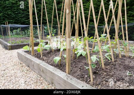 Jungläufer Bohnenpflanzen unterstützt mit Bambusstöcken in einem Gemüsegarten in England, Großbritannien Stockfoto