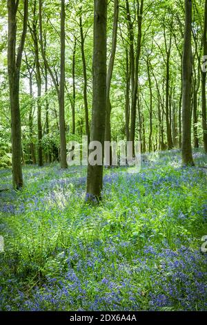 Gemeine Bluebells, Hyacinthoides non-scripta, in einem Waldboden in Stonor Park, Chiltern Hills, Buckinghamshire, Großbritannien Stockfoto