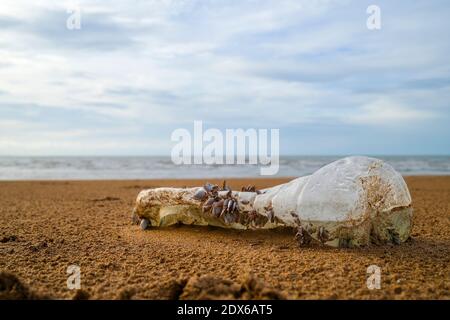 Plastikflasche mit Seepocken am Strand, Plastikverschmutzung Stockfoto