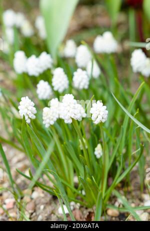 Weiße Traube Hyazinthe Blumen Nahaufnahme, Muscari aucheri weiße Magie Blüte in einem Garten, Großbritannien Stockfoto