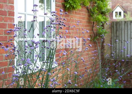 Verbena bonariensis (purpetop vervain) wächst in einem britischen Cottage Garden. Hohe mehrjährige Pflanzen. Stockfoto