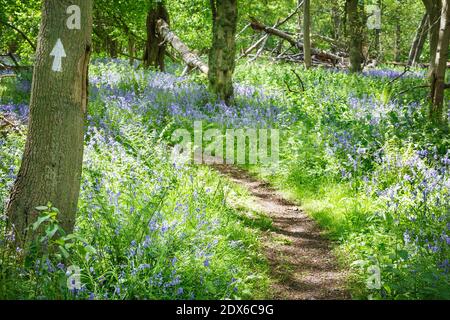 Waldspaziergang durch gemeine Bluebells, Hyacinthoides non-scripta, im Wald in Stonor Park, Chiltern Hills, Buckinghamshire, UK Stockfoto